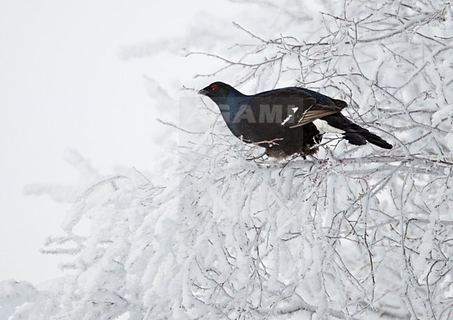 Mannetje Korhoen in besneeuwde boom; Male Black Grouse in snowy tree stock-image by Agami/Markus Varesvuo,