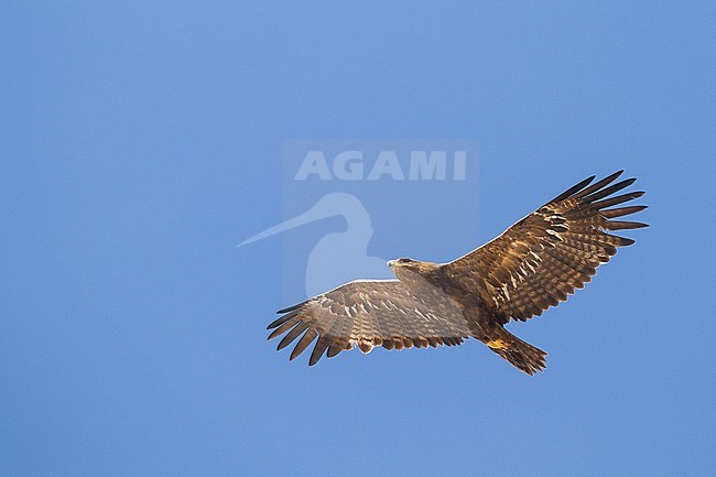 Steppe Eagle - Steppenadler - Aquila nipalensis, Oman, adult stock-image by Agami/Ralph Martin,