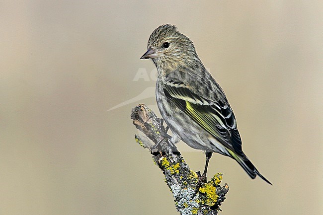 Adult male
Kern Co., CA
January 2005 stock-image by Agami/Brian E Small,