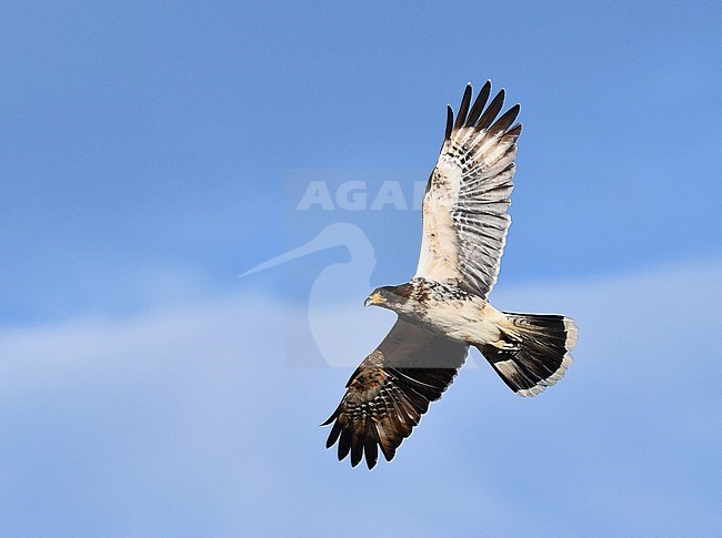 White-throated Caracara (Phalcoboenus albogularis) in flight in Ushuaia, Argentina. Flying overhead with blue sky as background. stock-image by Agami/Laurens Steijn,