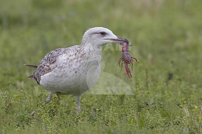 Yellow-legged Gull with crayfish; Geelpootmeeuw met kreeft stock-image by Agami/Daniele Occhiato,