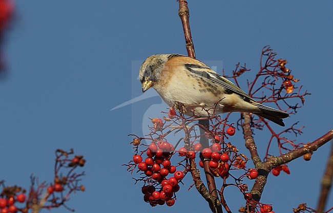 Male Brambling (Fringilla montifringilla) at Copenhagen, Denmark. Perched on red berries, looking hungry. stock-image by Agami/Helge Sorensen,