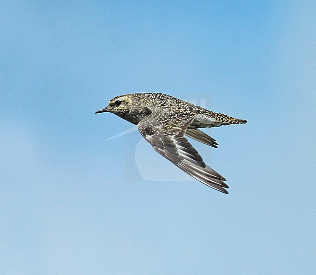 Eurasian Golden Plover (Pluvialis apricaria), adult in flight, seen from the side, shoing upperwing and active primairy moult. stock-image by Agami/Fred Visscher,