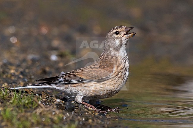 Linnet; Carduelis cannabina bella stock-image by Agami/Daniele Occhiato,