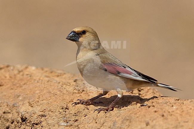 Vale Woestijnvink zittend; Desert Finch perched stock-image by Agami/Daniele Occhiato,