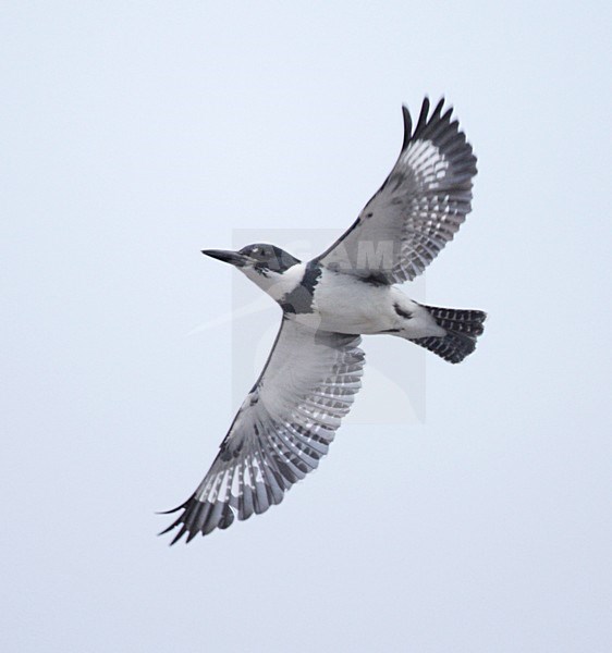 Vliegende Bandijsvogel; Flying Belted Kingfisher stock-image by Agami/Mike Danzenbaker,