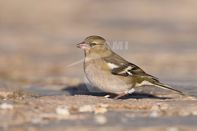 Chaffinch - Buchfink - Fringilla coelebs ssp. coelebs, Spain, female stock-image by Agami/Ralph Martin,