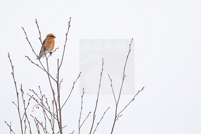 Common Crossbill  (Loxia curvirostra ssp. curvirostra), Germany, adult male, Type N3 stock-image by Agami/Ralph Martin,