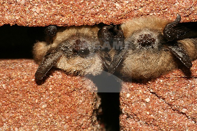 Baardvleermuis; Whiskered bat stock-image by Agami/Theo Douma,
