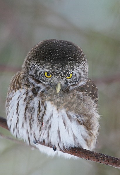 Dwerguil zittend op tak, Eurasian Pygmy Owl perched on branch stock-image by Agami/Markus Varesvuo,