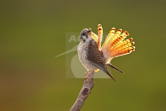 American Kestrel (Falco sparverius) with backlight stock-image by Agami/Bence Mate,