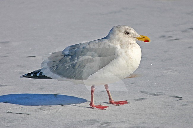 Volwassen Beringmeeuw; Adult Glaucous-winged Gull stock-image by Agami/Pete Morris,