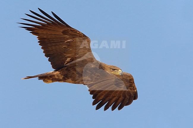 Onvolwassen Steppearend in de vlucht; Immature Steppe Eagle in flight stock-image by Agami/Daniele Occhiato,