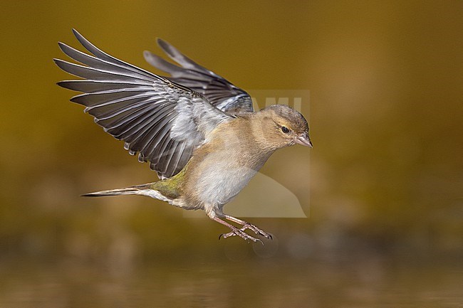 Common Chaffinch, Fringilla coelebs, in Italy. stock-image by Agami/Daniele Occhiato,