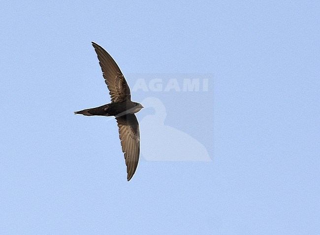 Wintering White-rumped Swift (Apus caffer) in Ghana. Flying overhead. stock-image by Agami/Laurens Steijn,