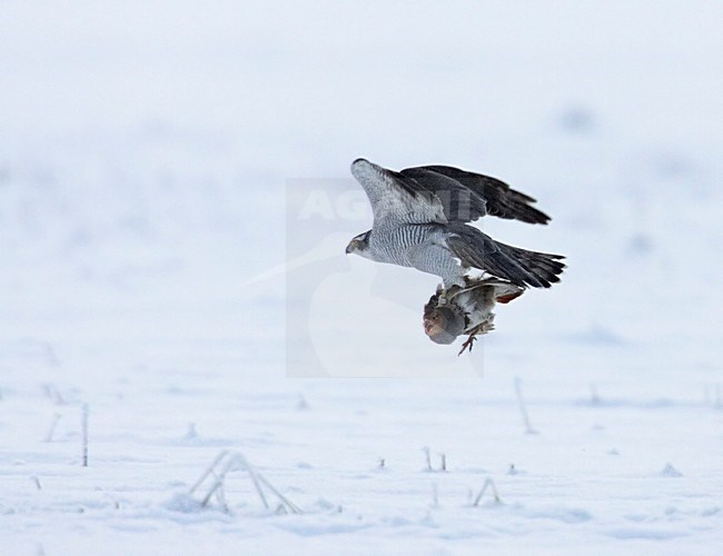 Northern Goshawk adult catching prey; Havik volwassen prooi vangend stock-image by Agami/Markus Varesvuo,