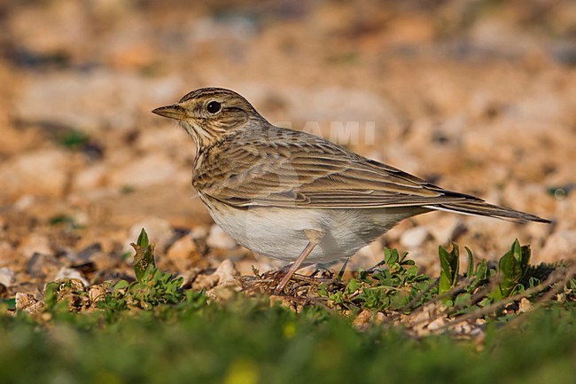 Veldleeuwerik; Eurasian Skylark stock-image by Agami/Daniele Occhiato,