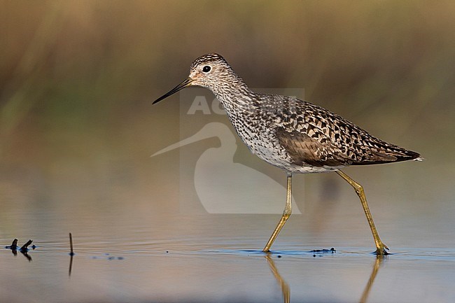 Marsh Sandpiper - TeichwasserlÃ¤ufer - Tringa stagnatilis, Russia (Tscheljabinsk), adult, breeding plumage stock-image by Agami/Ralph Martin,