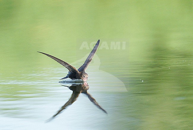 Drinking and foraging adult Common Swift (Apus apus) on a very hot weather summer day, skimming water surface by flying fast and very low with its bill wide open. Surface of the water is very smooth and calm and creating a reflection and mirror image of the bird. touching and splitting the water gives a trail of splashes and droplets. Bill wide open and pink throat visible stock-image by Agami/Ran Schols,