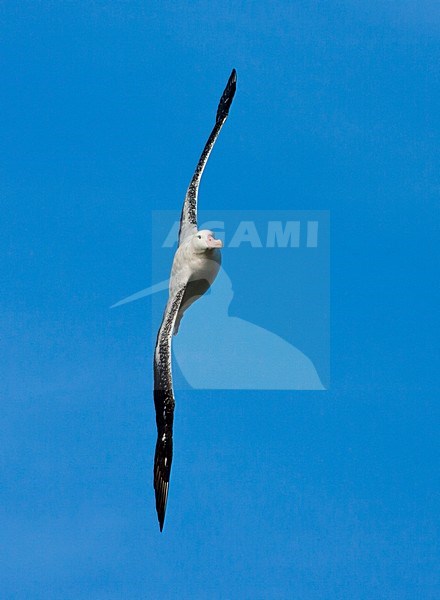 Grote Albatros vliegend; Snowy (Wandering) Albatross flying stock-image by Agami/Marc Guyt,