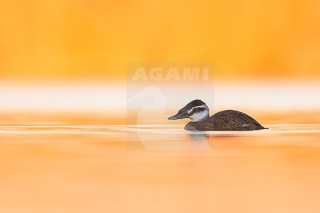 First-winter female White-headed Duck (Oxyura leucocephala) swimming with beautiful late afternoon winter light on a yellow colored lagoon in a nature reserve in Spain. stock-image by Agami/Ralph Martin,