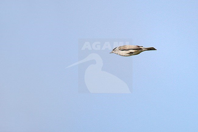 Male Blackcap (Sylvia atricapilla) migrating over a migration hotspot in the Netherlands. stock-image by Agami/Ran Schols,