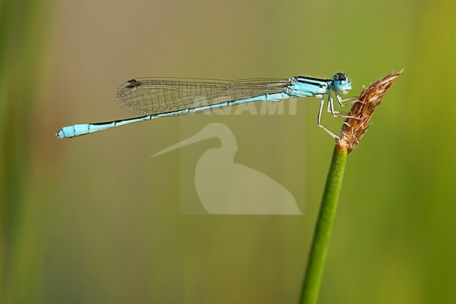 Mannetje Africallagma glaucum, Male Swamp Bluet stock-image by Agami/Wil Leurs,