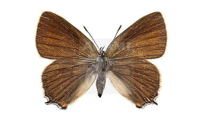 Ilex Hairstreak, Bruine eikenpage, Satyrium ilicis stock-image by Agami/Wil Leurs,