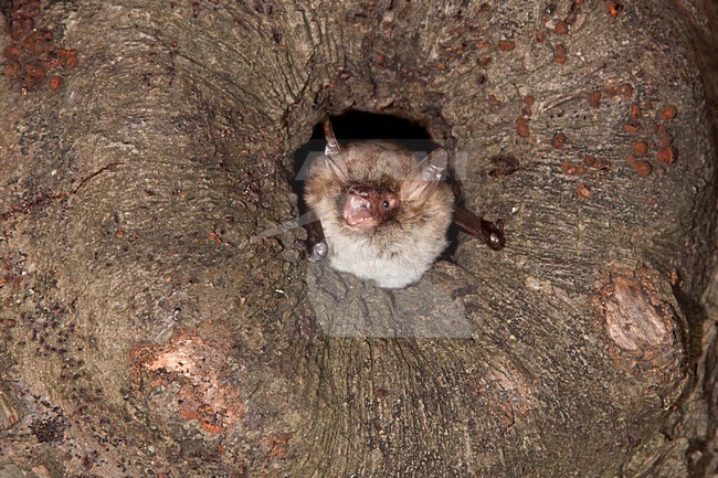 Franjestaart in boomholte; Natterers in hole of a tree stock-image by Agami/Theo Douma,