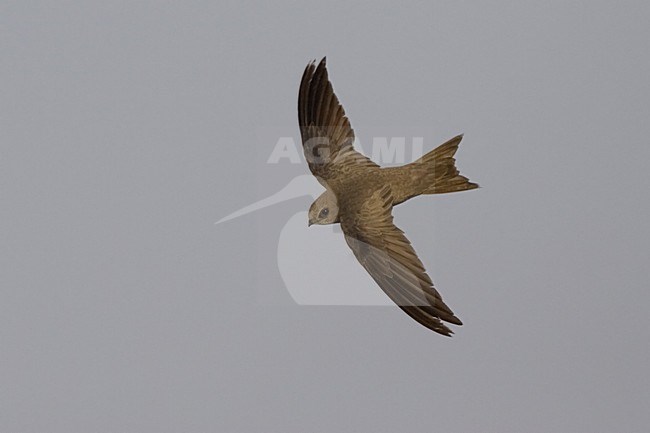 Pallid Swift flying; Vale Gierzwaluw vliegend stock-image by Agami/Daniele Occhiato,