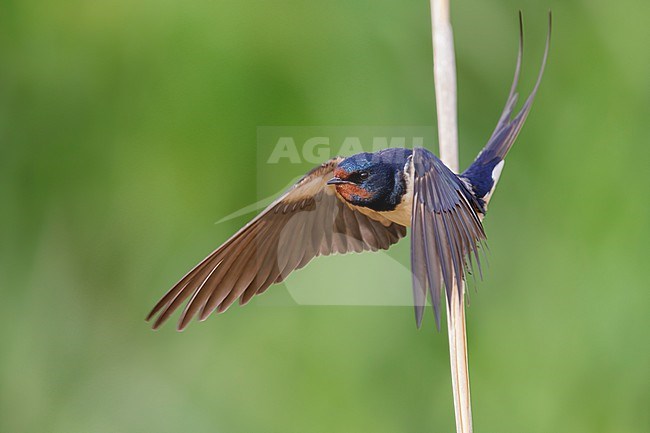 Barn Swallow (Hirundo rustica), adult male in flight, Campania, Italy stock-image by Agami/Saverio Gatto,