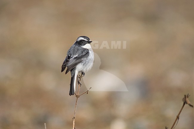 Male Grey Bush Chat, Saxicola ferreus, perched. stock-image by Agami/Marc Guyt,