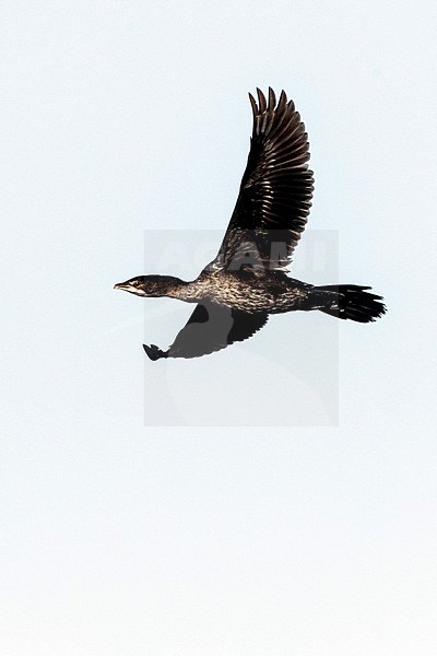 Pygmy Cormorant (Microcarbo pygmaeus) at the Bulgarian coast during autumn migration. stock-image by Agami/Marc Guyt,