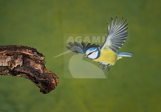 Pimpelmees, Blue Tit stock-image by Agami/Alain Ghignone,