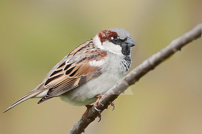 House Sparrow - Haussperling - Passer domesticus ssp. balearoibericus, adult male, Mallorca stock-image by Agami/Ralph Martin,