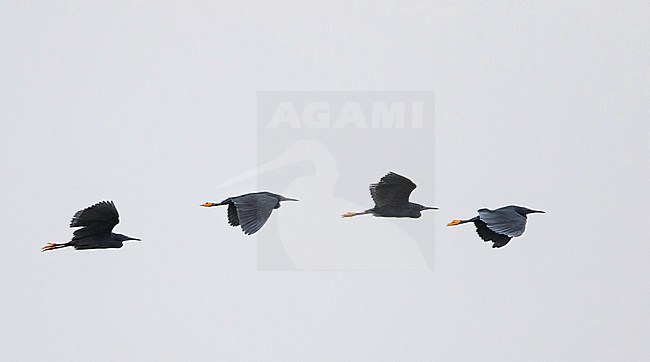 Four Black Herons (Egretta ardesiaca) in flight stock-image by Agami/Dubi Shapiro,