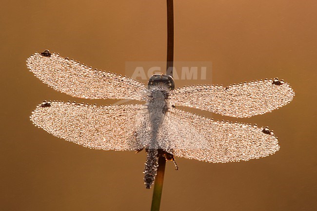 Zwarte Heidelibel, Black Darter stock-image by Agami/Theo Douma,