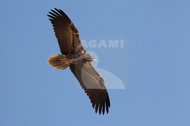 Juveniele Aasgier in de vlucht; Juvenile Egyptian Vulture in flight stock-image by Agami/Daniele Occhiato,