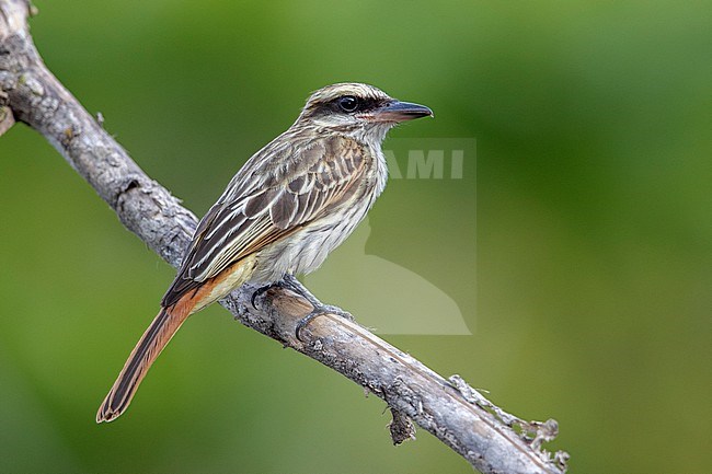 Streaked Flycatcher (Myiodynastes maculatus) at Zafra Reserva Natural, Colombia. stock-image by Agami/Tom Friedel,