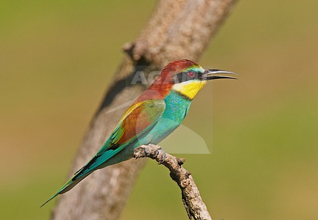 European Bee-eater perched; Bijeneter zittend stock-image by Agami/Markus Varesvuo,