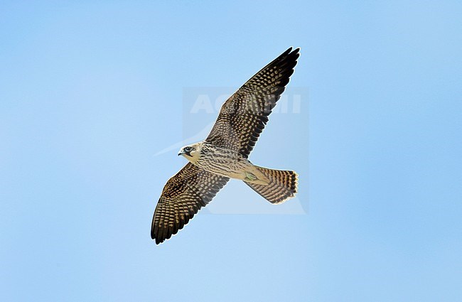 Eleonora's Valk, Eleonora's Falcon, Falco eleonorae stock-image by Agami/Dick Forsman,