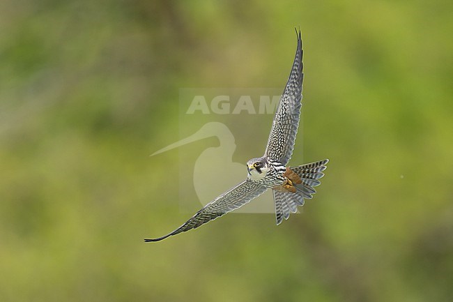 Eurasian Hobby (Falco subbuteo) flying in front of green background in Switzerland. stock-image by Agami/Marcel Burkhardt,