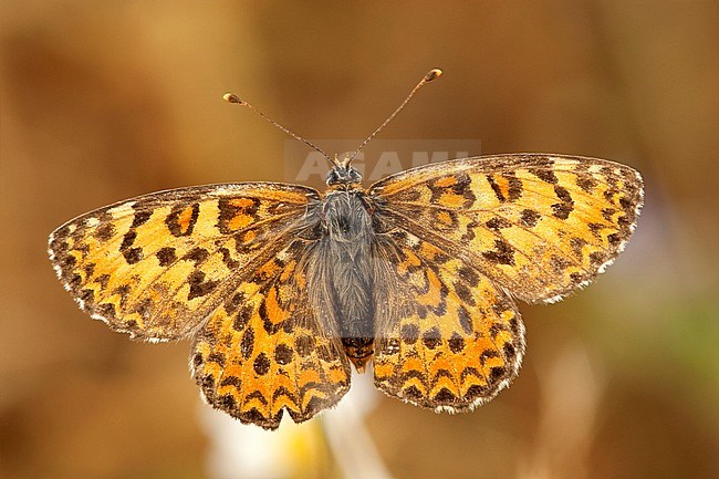 Toortsparelmoervlinder / Lesser Spotted Fritillary (Melitaea trivia) stock-image by Agami/Wil Leurs,