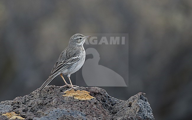 Berthelot's Pipit (Anthus berthelotii berthelotii) perched on a rock at la Rasca, Tenerife, Canary Islands stock-image by Agami/Helge Sorensen,