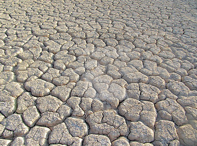 Dried out river bed (wadi) in Negev desert of Israel around the Dead Sea. stock-image by Agami/Marc Guyt,