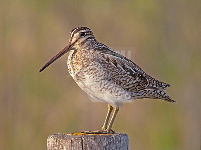 Japanse Snip, Latham's Snipe stock-image by Agami/Pete Morris,