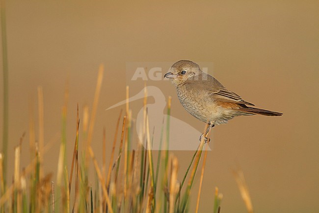 juveniel Daurian Shrike, juvenile Daurische Klauwier stock-image by Agami/Ralph Martin,