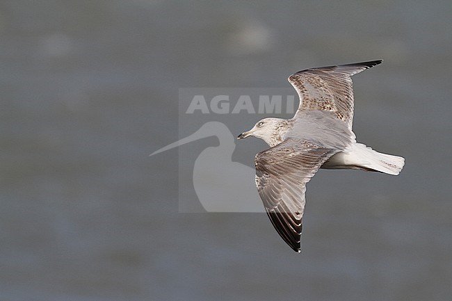 zilvermeeuw; Herring Gull stock-image by Agami/Chris van Rijswijk,