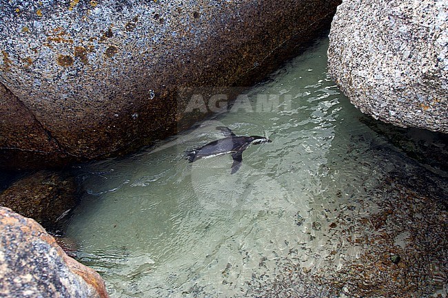 Swimming Jackass Penguin (Spheniscus demersus) at Boulders Beach, Simon's town, South Africa stock-image by Agami/Marc Guyt,