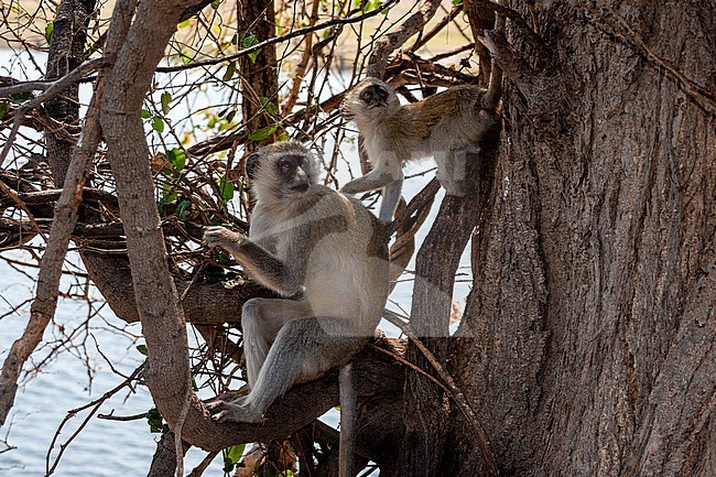 A vervet monkey, Cercopithecus aethiops, in a tree with a juvenile. Chobe National Park, Botswana. stock-image by Agami/Sergio Pitamitz,